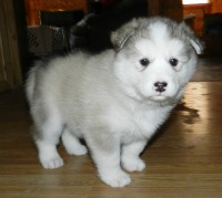 Alaskan Malmute Puppies Online