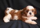 Shih Tzu Puppies For Sale South Carolina