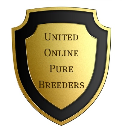 Pure Breed Dog Breeders