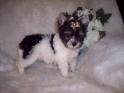 Biwer Terriers For Sale