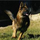 German Shepherd Dogs For Sale Missouri
