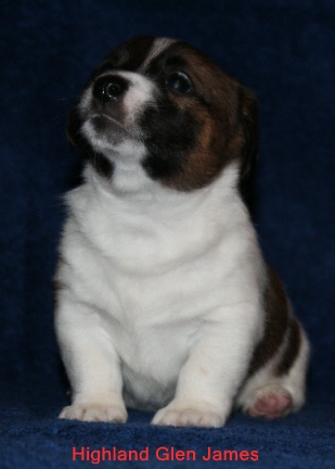 Highland Glen Russell Terrier Puppies For Sale