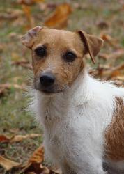 Short Jack Russell Terrier For Sale Arkansas