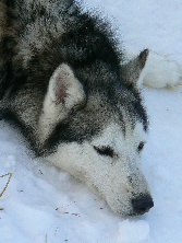 Wildwood Siberian Huskies