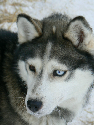Siberian Huskies Wildwood 