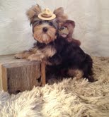Waggin Tails Farm Yorkshire Terriers