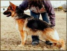 German Shepherds Online 