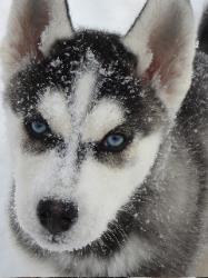 Siberian Husky Puppies For Sale