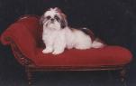 Shih Tzu Puppies For Sale