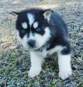 Siberian Husky Puppies Online