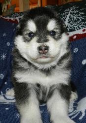 Alaskan Malamute puppies for sale