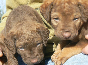 Chesapeake Bay Retriever Puppies 