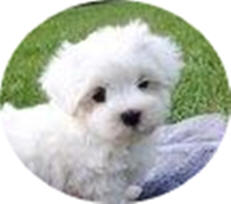 Maltese Puppies For Sale Circle L Farms