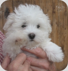 Maltese Puppy Circle L Farms