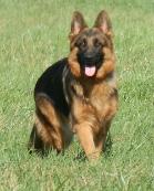 German Shepherd Dog Breeders Missouri