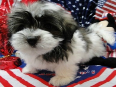 Havanese Puppies For Sale Jaco Kennel