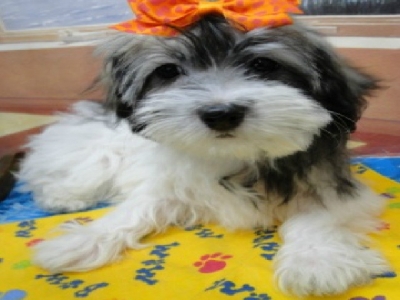 Havanese Puppies For Sale Jaco Kennel