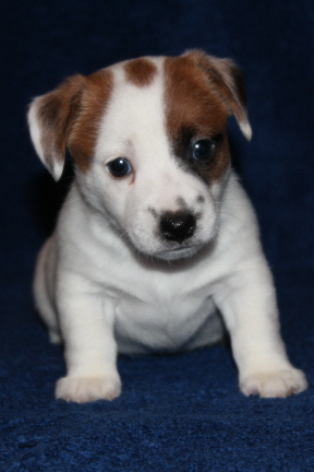 Highland Glen Russell Terrier Puppies For Sale