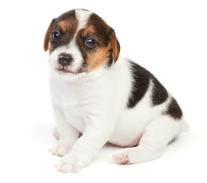 Jack Russell Terrier Puppies For Sale