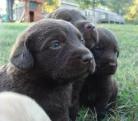 Labrador Retriever puppies Arkasas
