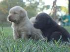 Labrador Retriever Breeder Arkansas