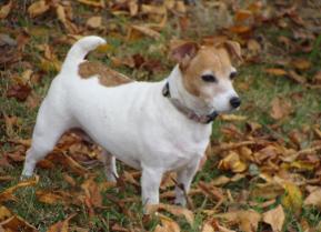 Russell Terriers For Sale Arkansas