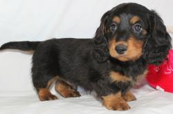 Dachshund Puppies Missouri