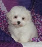 Maltese Dog Breeder South Carolina