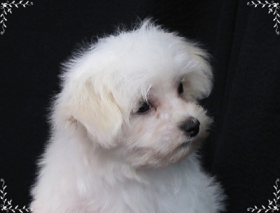 Maltese Puppies Greenville SC