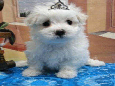 Maltese puppies Jaco Kennel