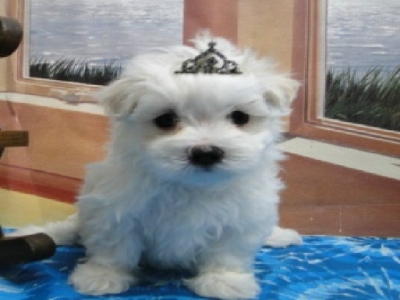 Maltese Puppies For Sale Jaco Kennel