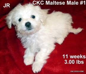 Maltese Puppies For Sale Kentucky