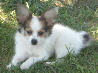 Papillon Puppies For Sale In Missouri