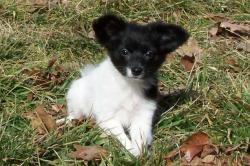 Papillon Puppies Missouri