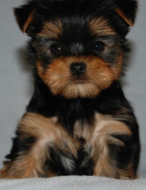 Yorkshire Terrier Puppies Online