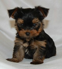 Yorkshire Terrier Dog Breeders