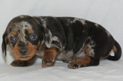 Dachshund Puppies For Sale Missouri