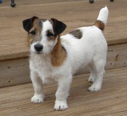 Shorty Jack Russell Terriers
