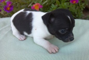 Chihuahua Puppies For Sale