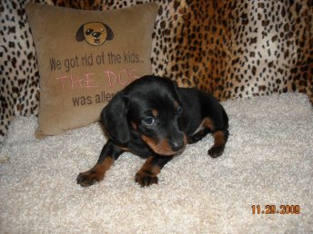 Dachshund Puppies