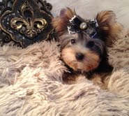 WAggin Tails Farm Yorkies