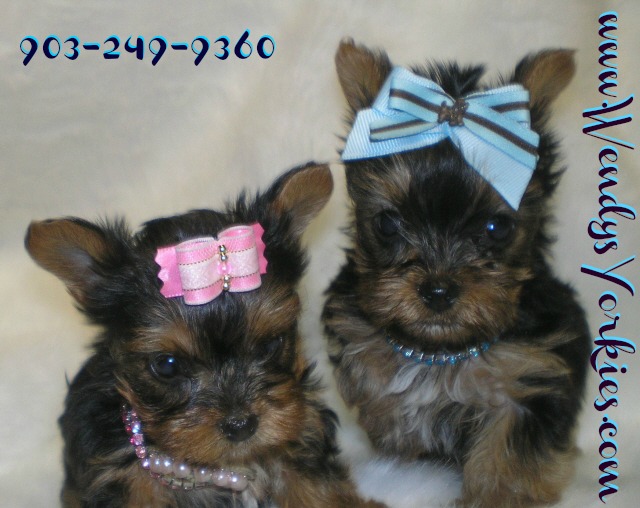 Wendy's Yorkies