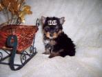 Yorkies For Sale