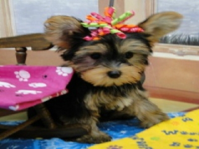 Yorkshire Terrier puppies Jaco Kennel
