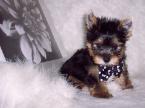 Yorkie puppies for sale