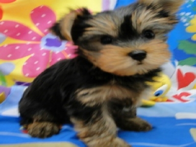 Yorkies Jaco Kennel